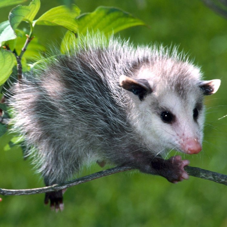 Exploring the Fascinating World of Possums: Animals P