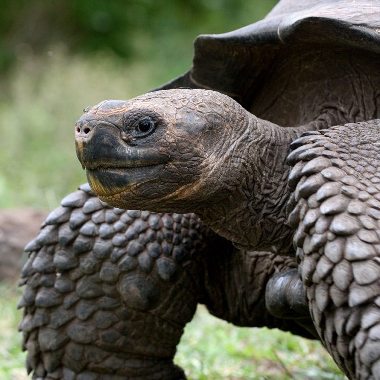 Tortoise: Hewan Yang Kuno Namun Menarik