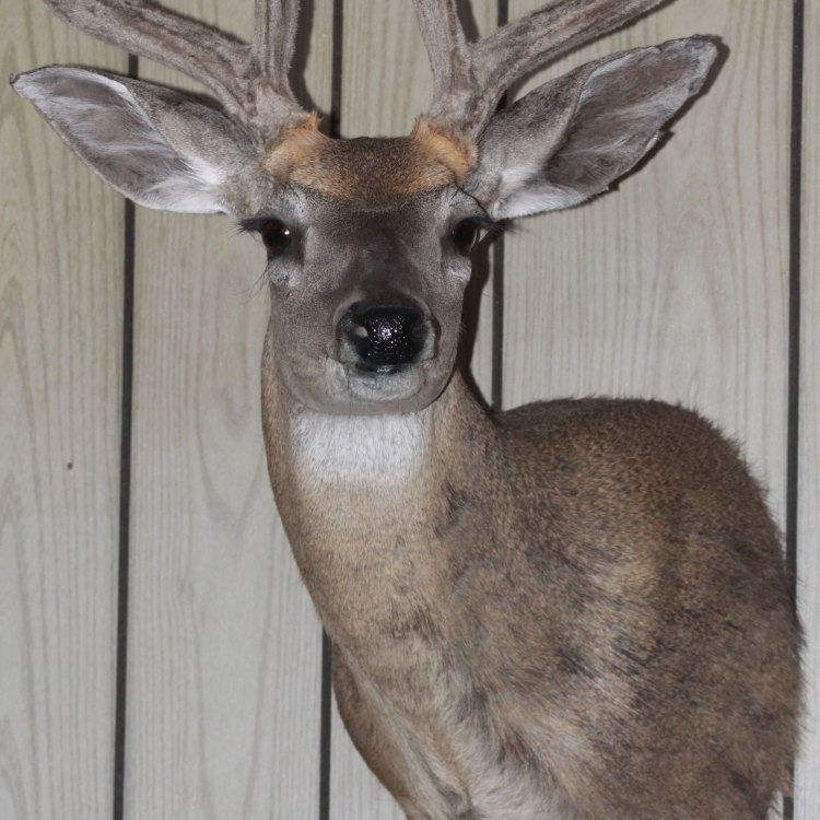 Mengenal Coues Deer: Hewan Rusa Keindahan dari Pegunungan