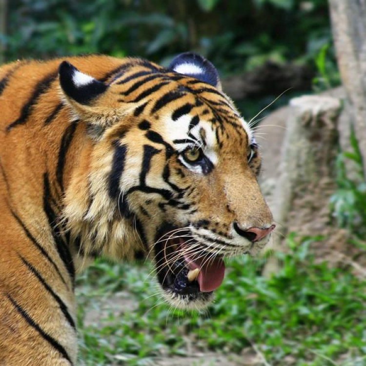 South China Tiger: Spesies Kucing Terancam Punah dari China