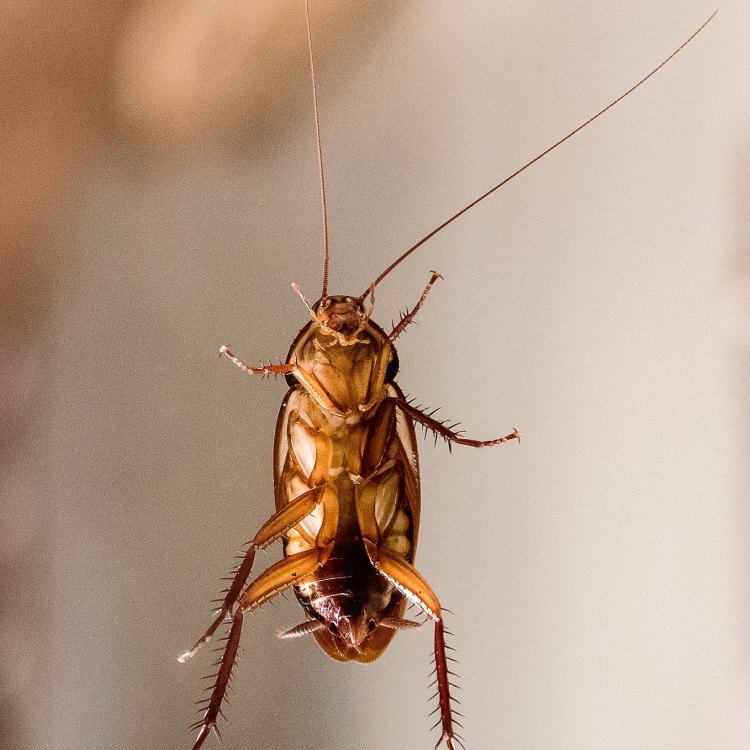 Australian Cockroach, Hewan yang Eksotis dari Benua Kanguru