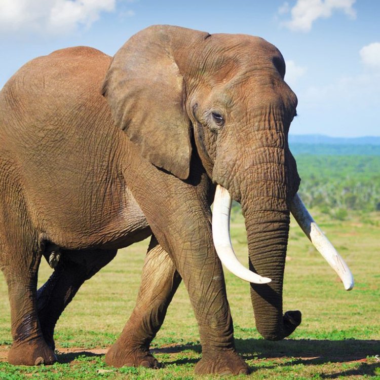 Indian Elephant: Hewan Besar Yang Mengagumkan di Asia