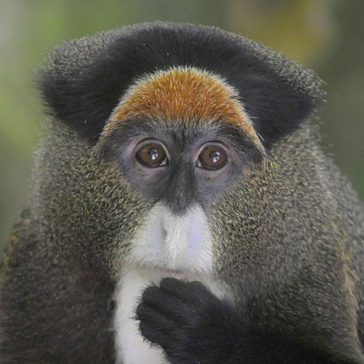 De Brazzas Monkey: Primata Eksotik yang Menggemaskan