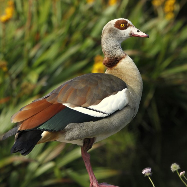 Egyptian Goose: Pemandangan Menawan di Alam Liar