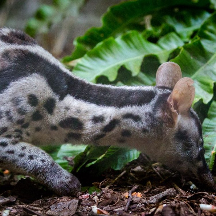 Banded Palm Civet: Kucing Hutan yang Menarik dan Misterius