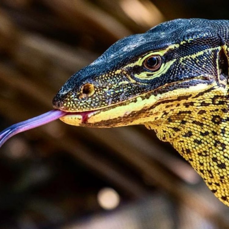 Yellow Spotted Lizard: Reptil Kecil yang Menakutkan