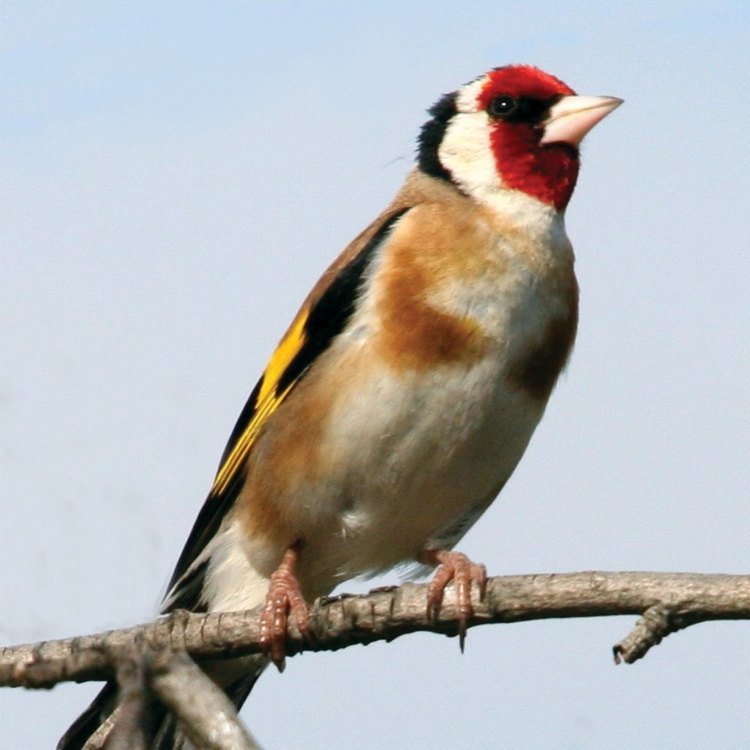 European Goldfinch: Burung Cantik yang Berwarna Emas di Alam Eropa