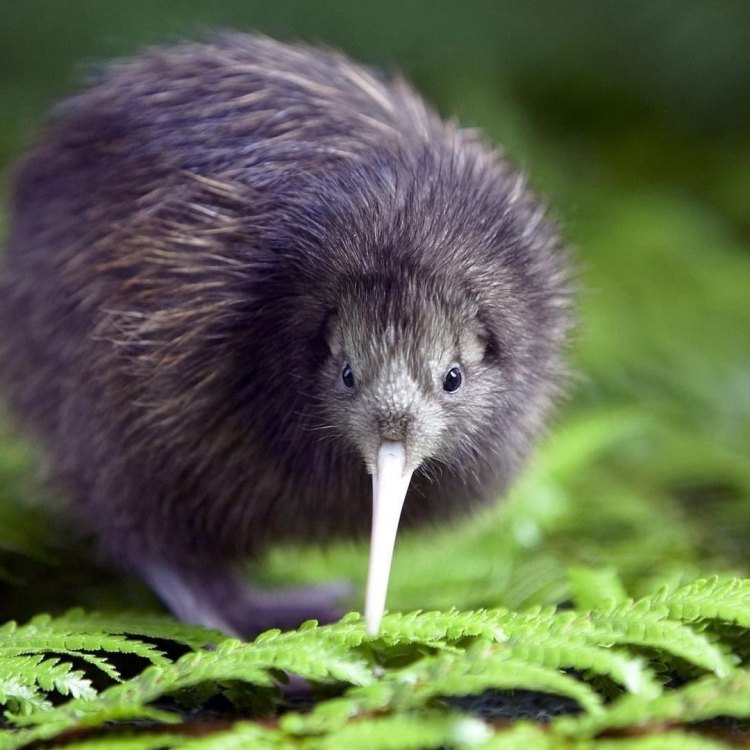 Kiwi: Hewan Unik yang Menjadi Maskot Negara di New Zealand