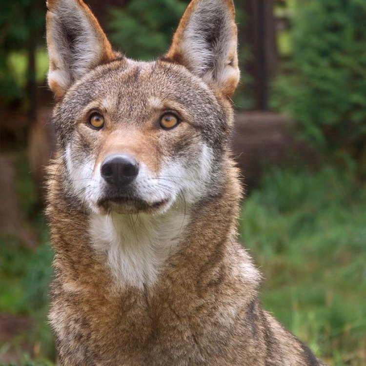Menjelajahi Dunia Red Wolf: Pemangsa Yang Terancam Punah