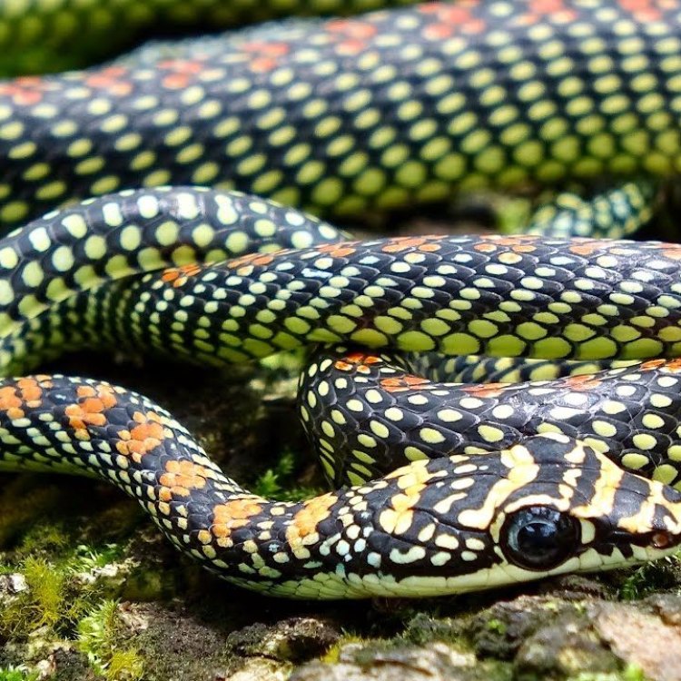 Paradise Flying Snake: Salah Satu Penduduk Asli Hutan Indonesia yang Menakjubkan
