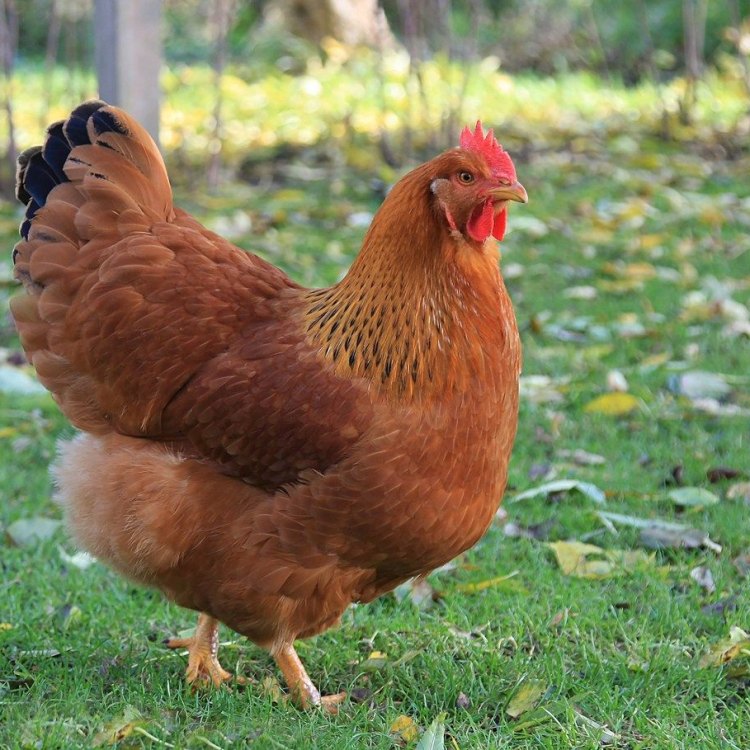 Mengenal New Hampshire Red Chicken: Hewan Unggulan dari Animals N