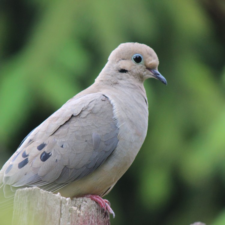 Mourning Dove: Burung Merpati yang Menenangkan dan Menyedihkan