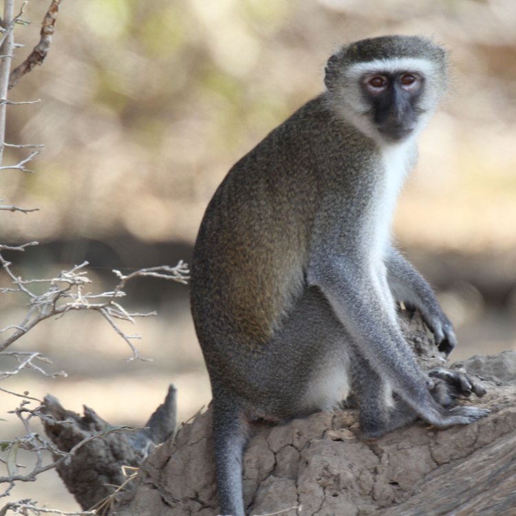 Vervet Monkey: Primata yang Menjanjikan dari Afrika Sub-Sahara