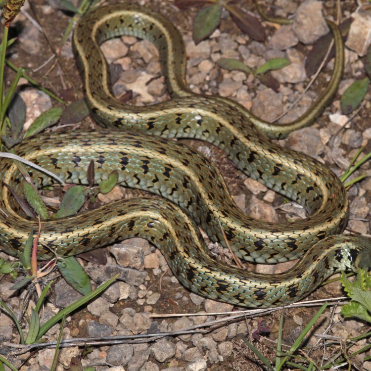 Grass Snake, Hewan Rampok Rampas di Padang Rumput