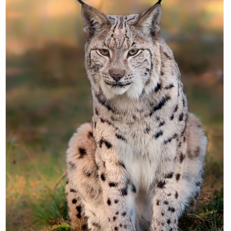 Memperkenalkan Eurasian Lynx: Pemburu Tangguh yang Mengagumkan