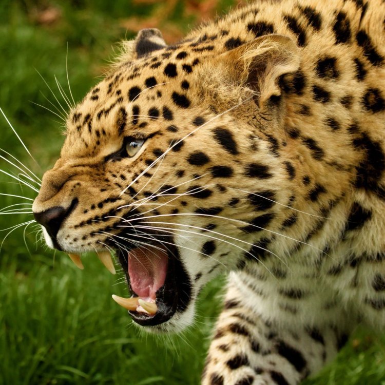 Amur Leopard: Mengagumkan, Langka, dan Terancam Punah