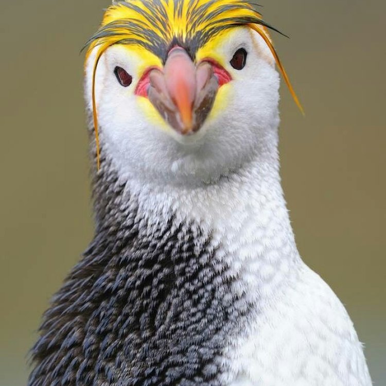 Royal Penguin: Penguasa Lautan Selatan yang Mengagumkan