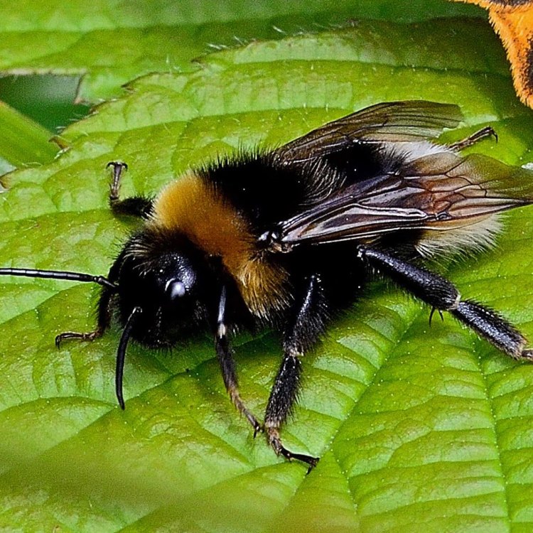 Mengenal Lebih Dekat Gypsy Cuckoo Bumblebee, Hewan Unik dari Central Europe