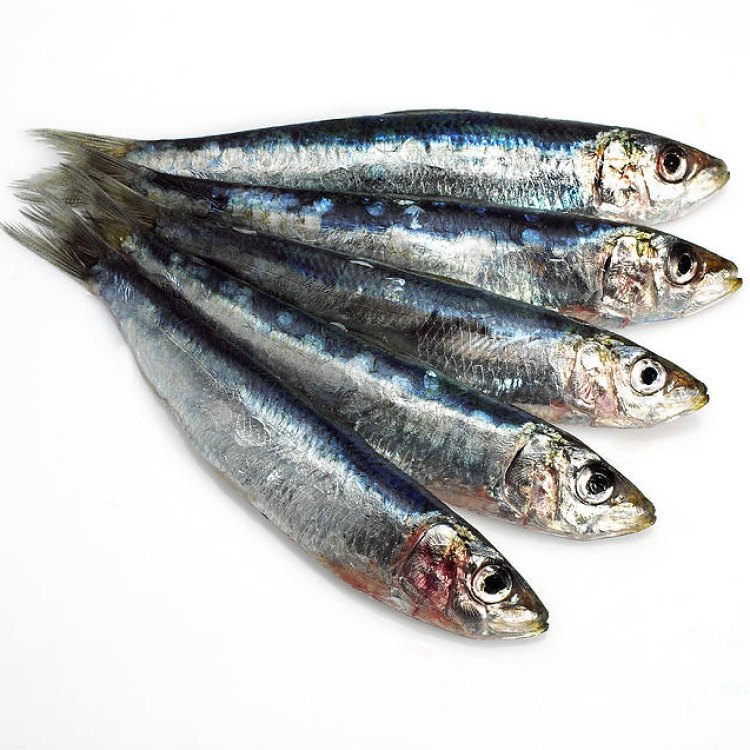 Sardines: Makanan Kecil yang Penting untuk Kesehatan dan Lingkungan
