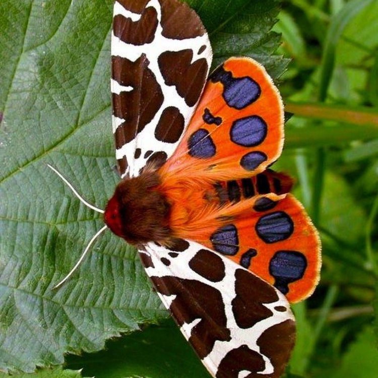 Menelusuri Keindahan dan Keunikan Kupu-kupu Harimau
