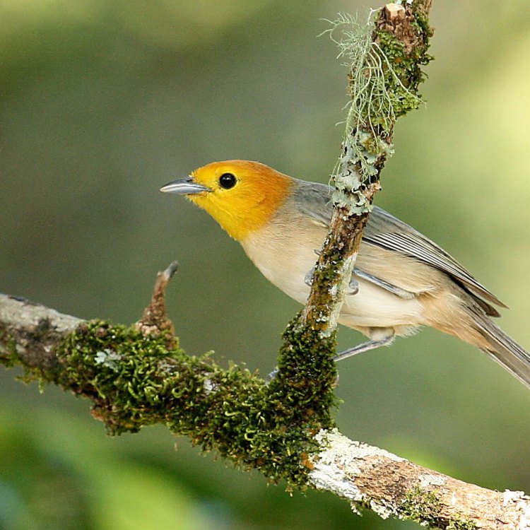 Menjelajahi Kecantikan Burung Orange Tanager: Warna, Habitat, dan Keunikan