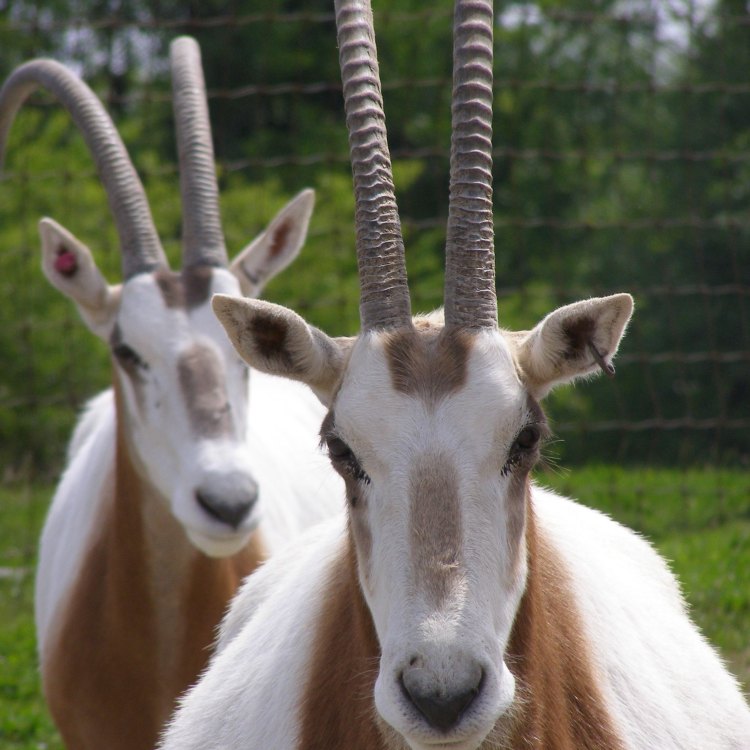 The Majestic Scimitar Horned Oryx: Keajaiban dari Afrika Utara