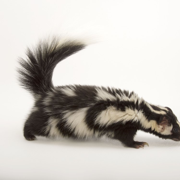 Menjelajahi Dunia Spotted Skunk: Hewan Kecil yang Menakjubkan dari Amerika Utara