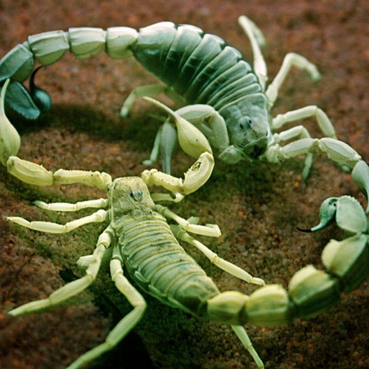 Scorpion: Makhluk Eksotis yang Menakjubkan