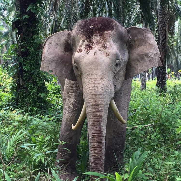 Borneo Elephant: Hewan Ikonik dengan Karakteristik yang Menarik