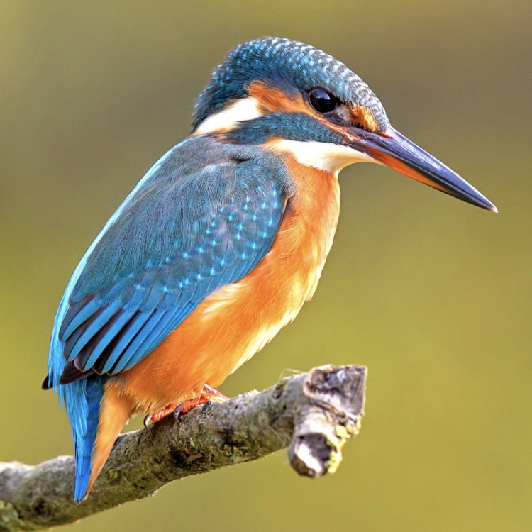 Haryanto, Pemancing Tangguh yang Pintar Memanfaatkan Kingfisher dalam Menjalankan Hobi Memancingnya