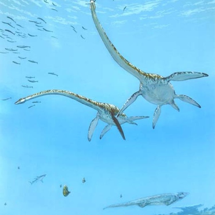 Menjelajahi Lautan dengan Thalassomedon, Plesiosaurus Terpanjang di Dunia