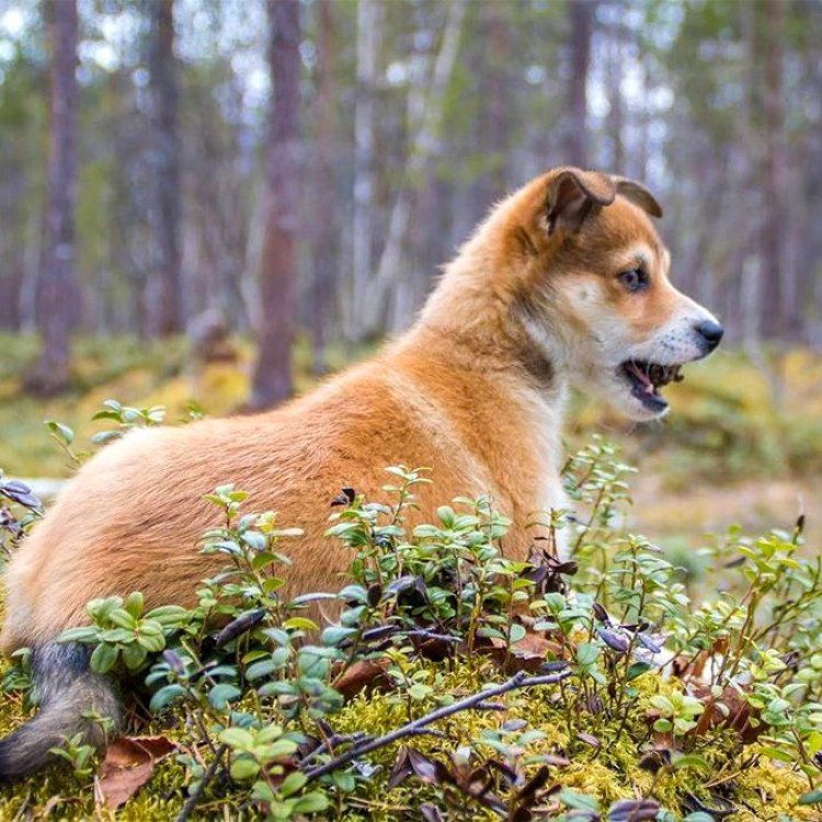 Nikmati Keunikan Norwegian Lundehund, Anjing Besar Dalam Ukuran Kecil