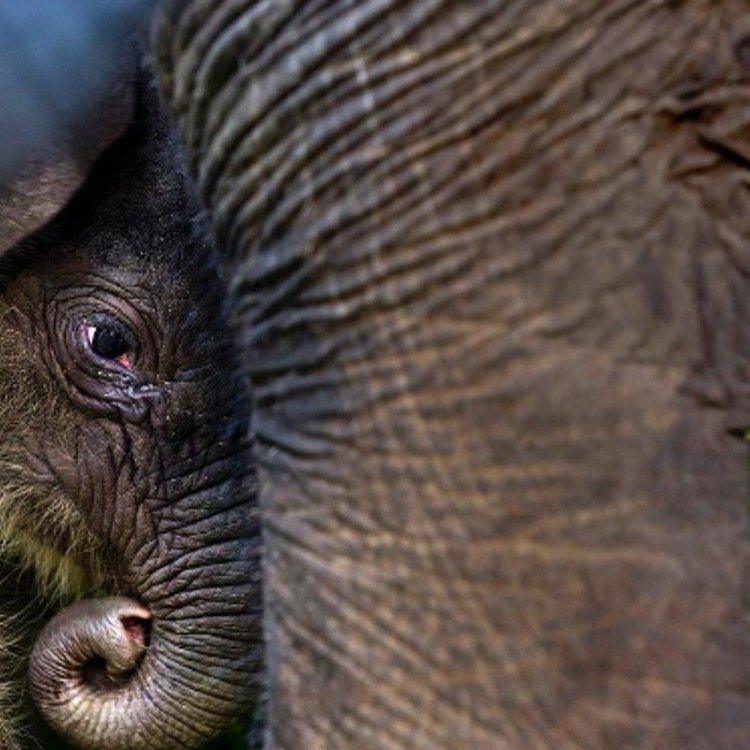 Gajah Sumatera: Hewan Megah Yang Perlu Dilindungi Demi Keseimbangan Ekosistem