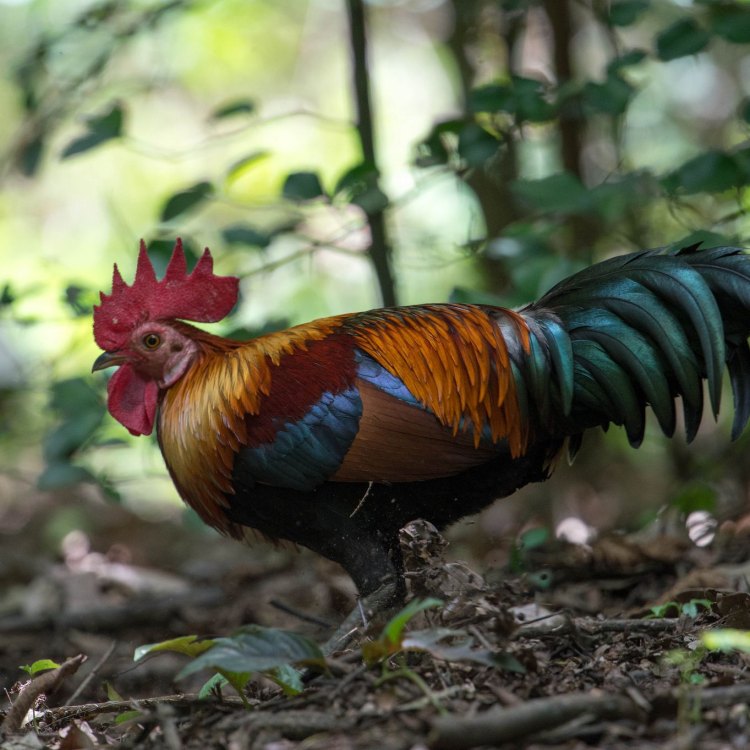 Junglefowl, Si Ayam Hutan Pemikat Hati Dari Hutan Tropis Asia