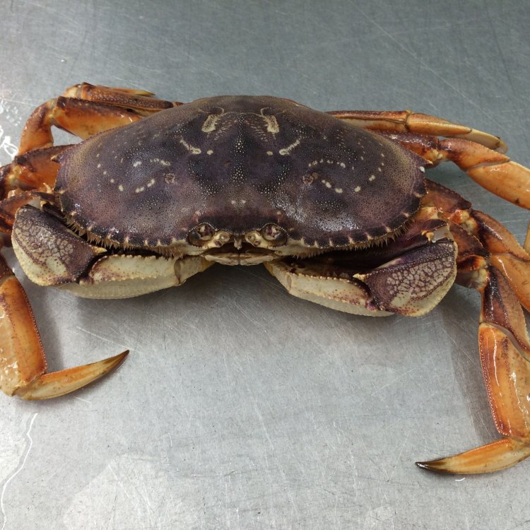 Dungeness Crab: Hewan Marine Pemukul Rasanya Enak dan Bergizi
