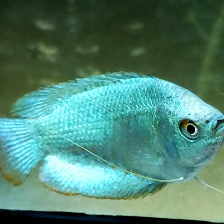 Dwarf Gourami: Ikan Hias yang Tidak Boleh Dilewatkan