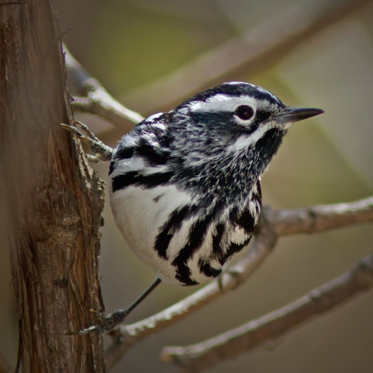 Mengenal Black And White Warbler: Burung yang Dikenal dengan Garis-Garis Hitam dan Putih