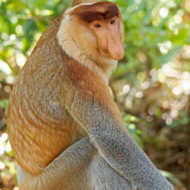 Proboscis Monkey: Mengenal Wajah yang Menarik dari Hewan Langka di Borneo