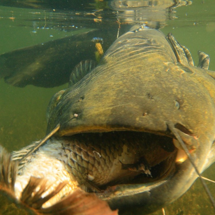Wels Catfish: Si Raksasa Pemakan Daging yang Menakjubkan di Dunia Air Tawar