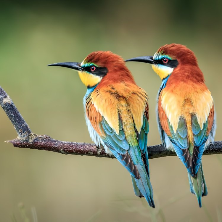 Menjelajahi Kecantikan European Bee-Eater: Merpati Eropa yang Cerdas, Cantik, dan Mengesankan