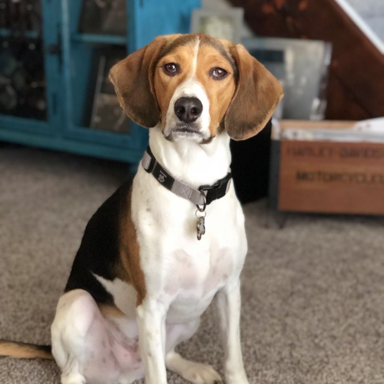 Mengenal Lebih Dekat Beagle Mix, Anjing Hybrid yang Cerdik dan Ramah