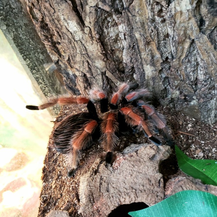 The Elegant Mexican Fireleg Tarantula: A Stunning Beauty from the Deserts of Mexico