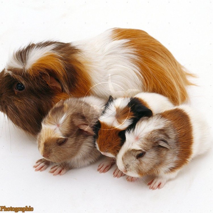 English Crested Guinea Pig: Small and Lovely Pet for Your Family