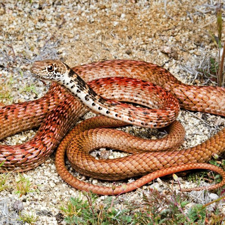 Coachwhip Snake: Ular Pemangsa yang Terkenal di Seluruh Amerika Utara