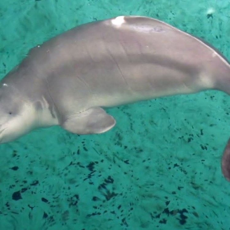 Baiji: Keanehan Cetacea Yang Langka di Sungai Yangtze, China