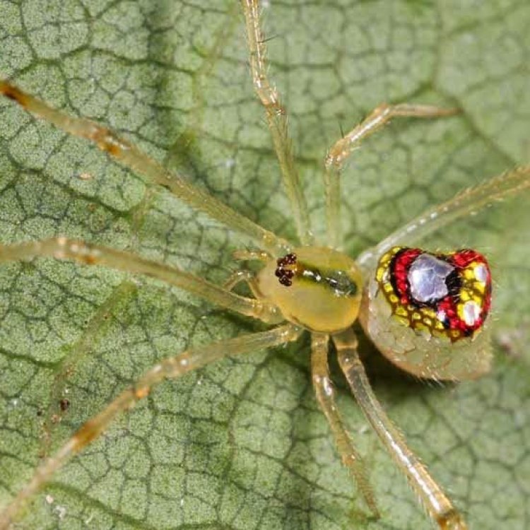 Sequined Spider: Hewan Aneh dengan Kemampuan Makan yang Menakjubkan