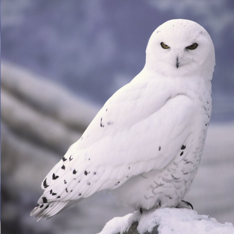 Snowy Owl: Sang Raja Kutub yang Elegan