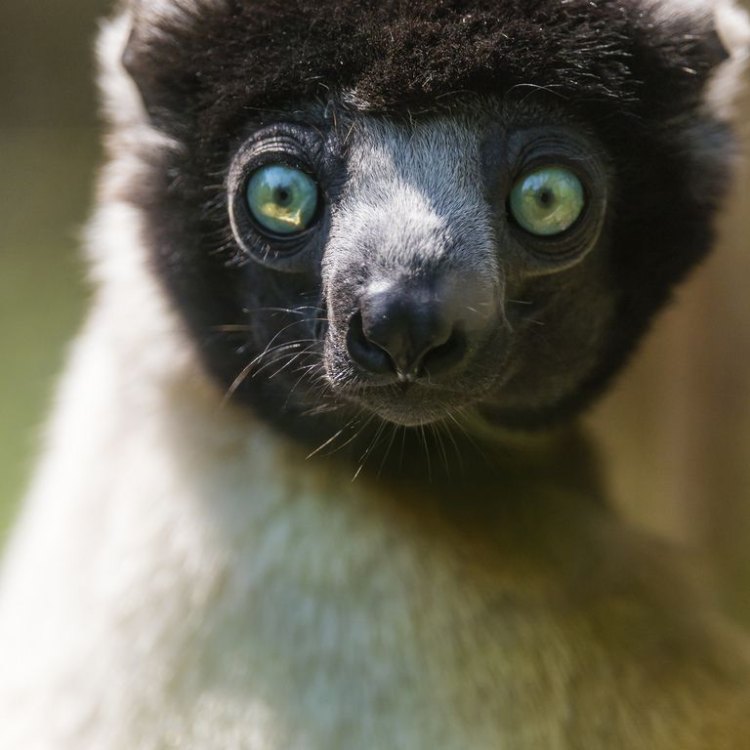 Mengenal Lebih Dekat Ring-Tailed Lemur, Hewan Lucu Berdomisili di Madagaskar