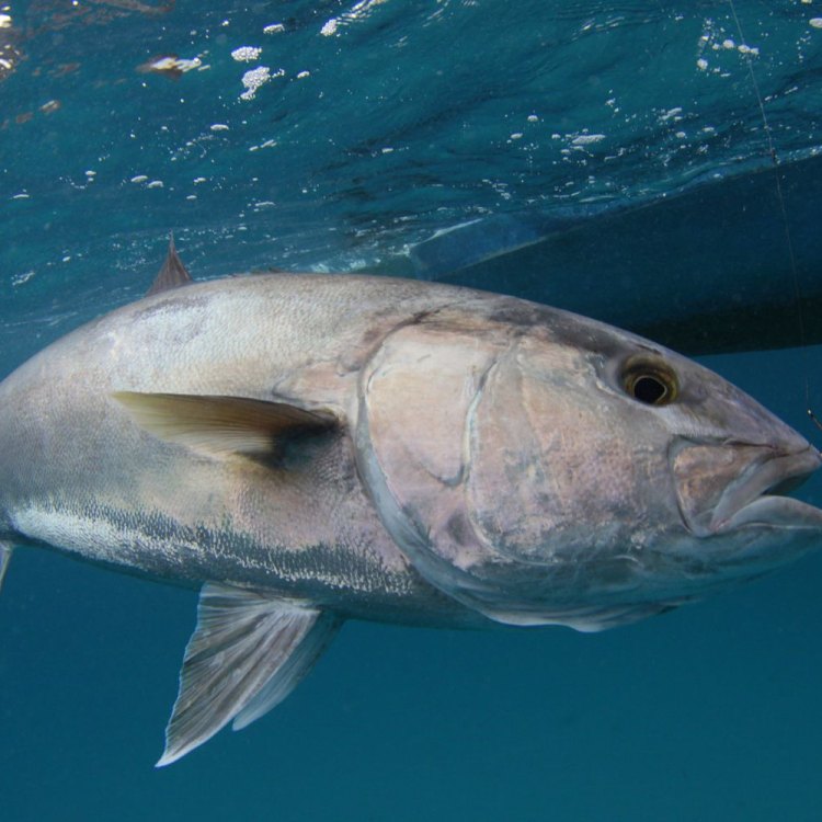 Penjelasan Mengenai Amberjack: Ikan Segera yang Menakjubkan
