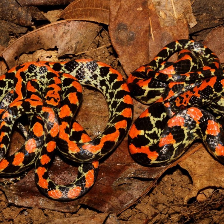 Mengenal False Coral Snake: Ular Palsu Berbandul Warna-Warni di Hutan Amazon